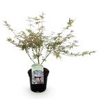 Japanse esdoorn Acer palmatum Iyoshi, groene bladeren