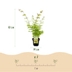 Japanse esdoorn Acer palmatum Summergold, groeiwijze van de plant
