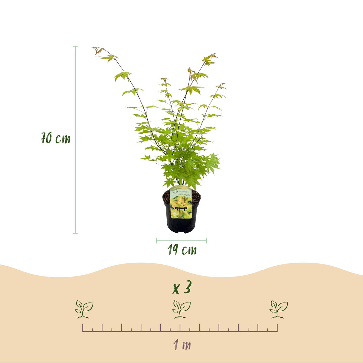Japanse esdoorn Acer palmatum Summergold, groeiwijze van de plant