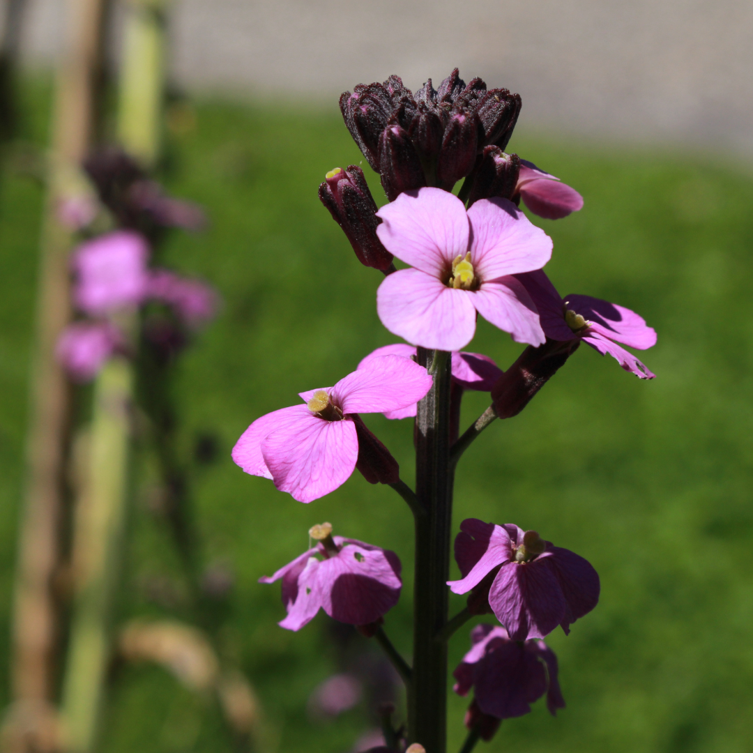 Erysimum 'Bowles' Mauve', groeiwijze van de plant
