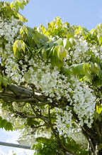 Detailfoto van Wisteria floribunda Alba - Witte regen