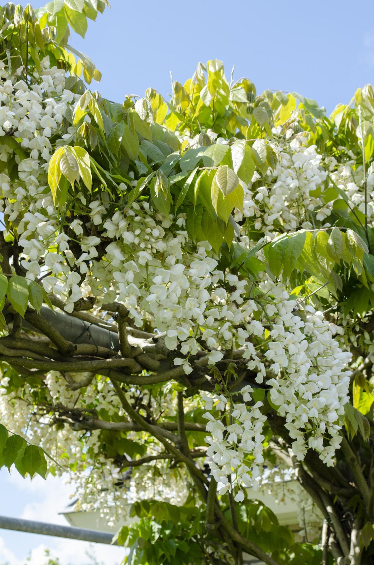 Detailfoto van Wisteria floribunda Alba - Witte regen