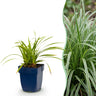 Carex morrowii 'Ice Dance' - Japanse zegge - 12 planten