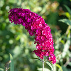 Buddleja davidii Royal Red, kenmerkend blad
