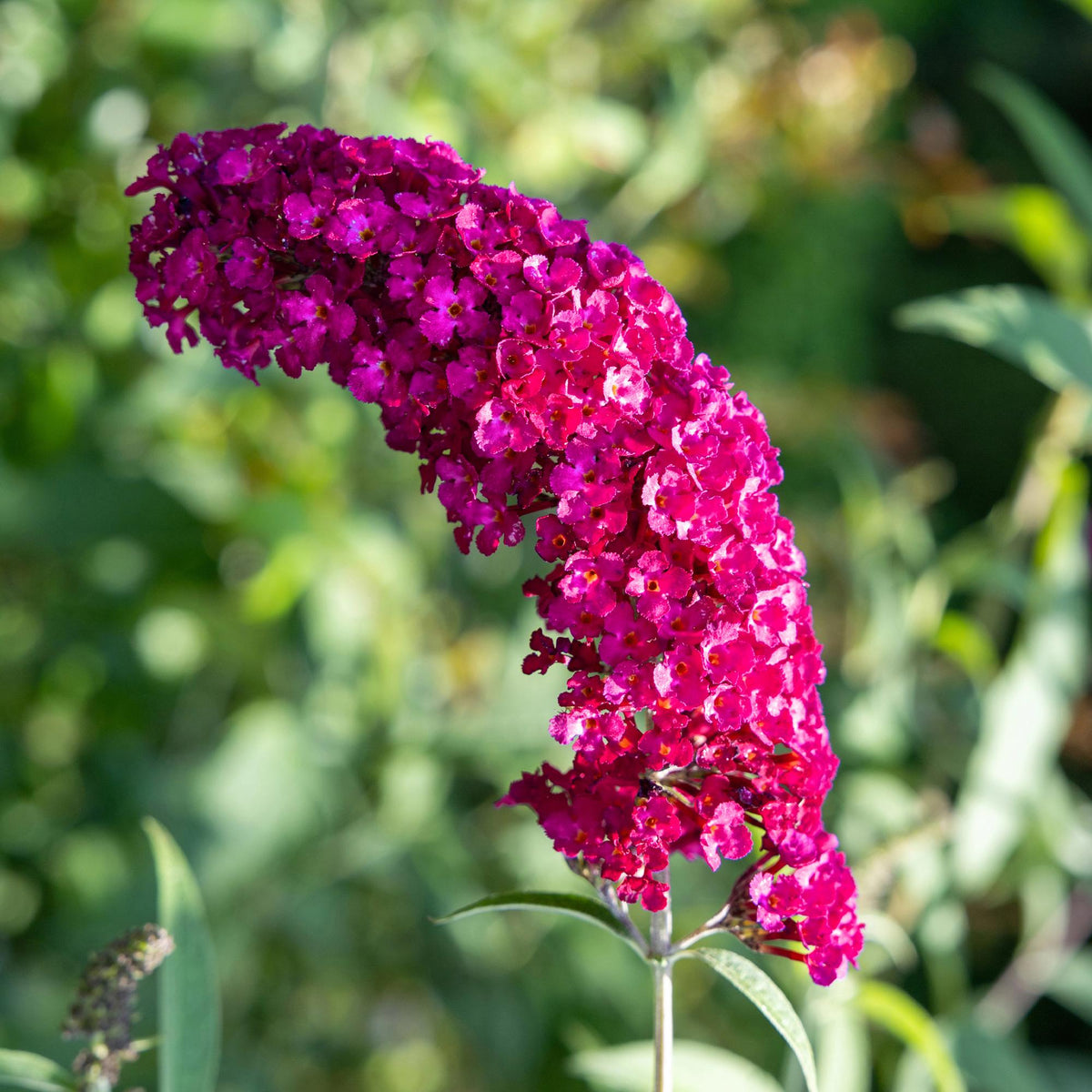 Buddleja davidii Royal Red, kenmerkend blad
