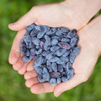 Honingbes Lonicera caerulea Kamtschatica, groeiwijze van de plant