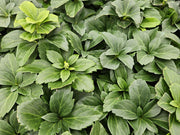 48x Pachysandra terminalis