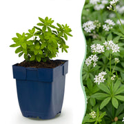 Galium odoratum - Walstro - Bodembedekkend - Wit - 6 Planten
