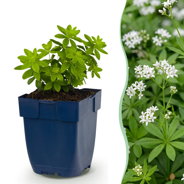 Galium odoratum - Walstro - Bodembedekkend - Wit - 6 Planten