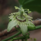 Witte passiebloem 'Constance Elliott', P9 pot, detail van het blad en de plant