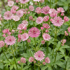 Prachtkaars Gaura 'Rosyjane', bijenplant, roze, compacte plant