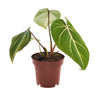 Philodendron Selloum Atom