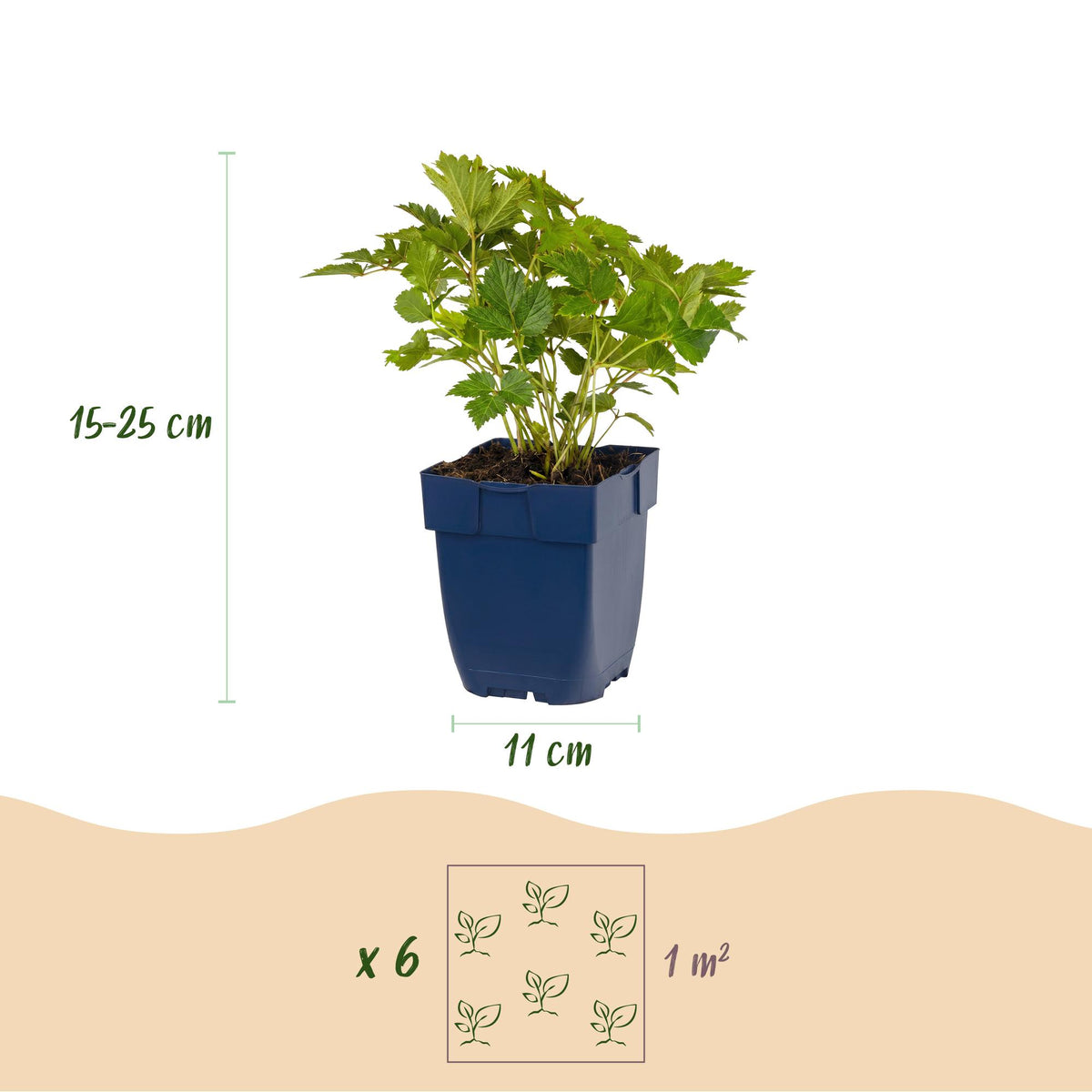 Pluimspirea chin. Pumila, kenmerkend blad