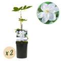 Clematis Madame Le Coultre, plant in pot