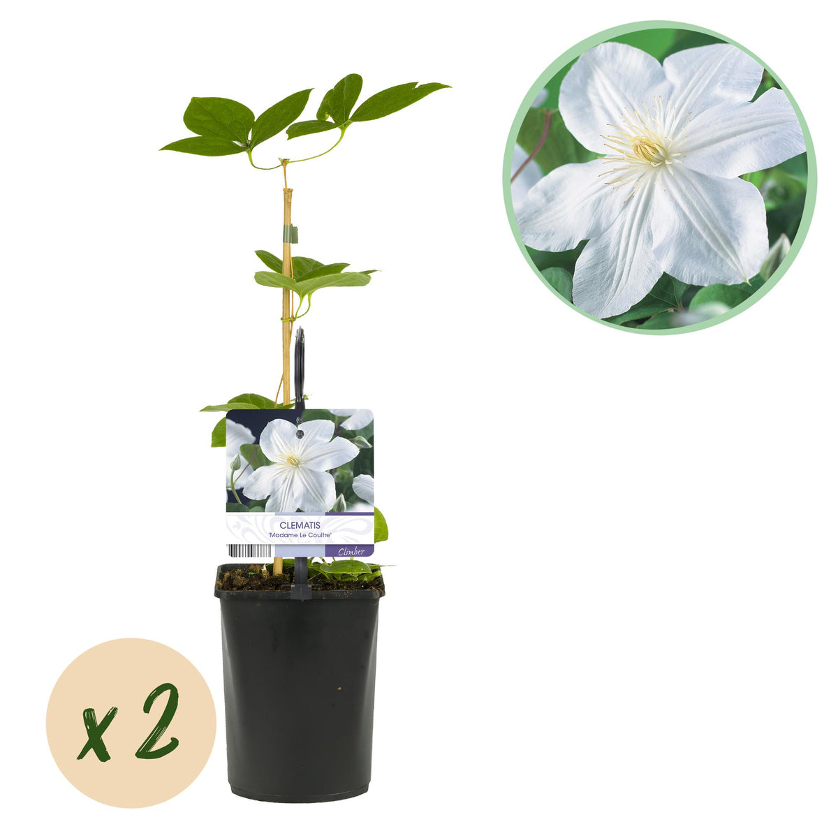 Clematis Madame Le Coultre, plant in pot