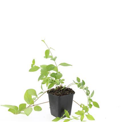 Vinca major 'Alba', detail van het blad