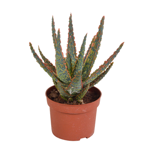 Aloë zebrina Dannyz, plant in pot