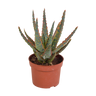 Aloë zebrina Dannyz
