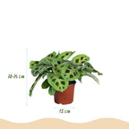 Maranta Silverband, Lemon Lime, Kerchoveana, met witte pot, groeiwijze van de plant