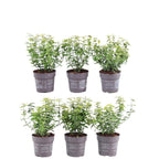 Productafbeelding van Pureplant
