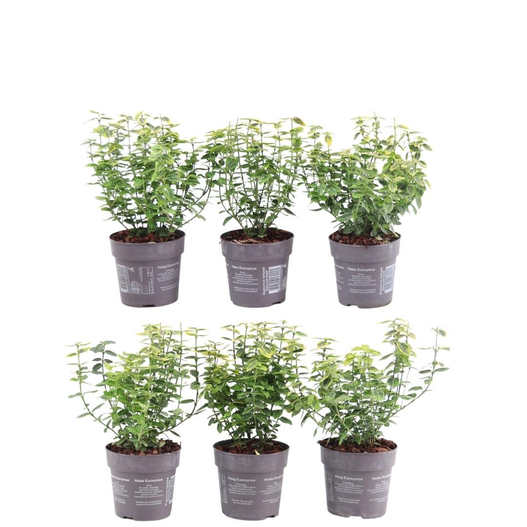 Productafbeelding van Pureplant