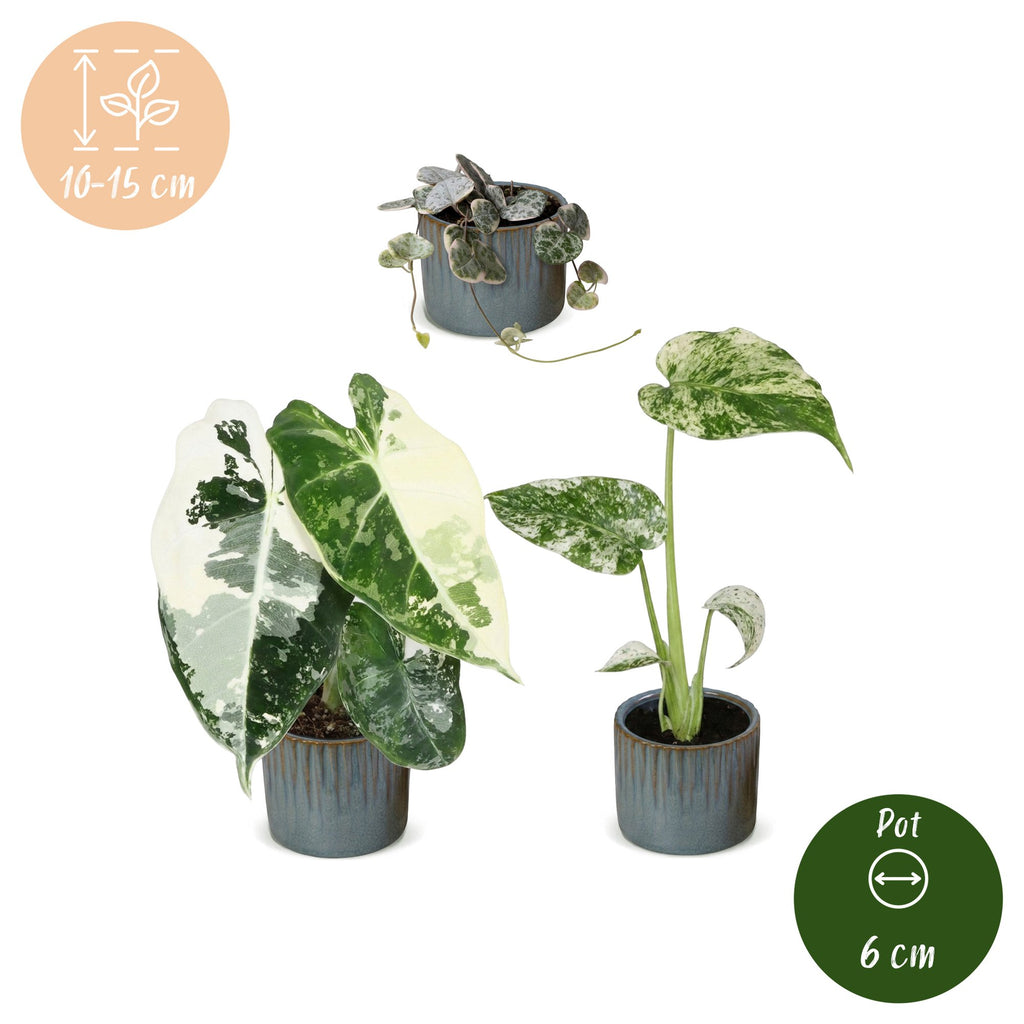 3x Baby Variegata Mix - Diversen - Tropisch - incl. Linnea Misty Blue - Ø6cm - ↕10-15cm, groeiwijze van de plant