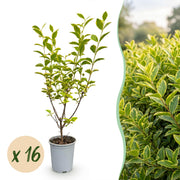 Bontbladige liguster Aureum