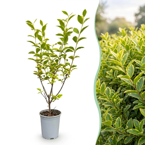 Bontbladige liguster Aureum, detail van het blad