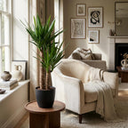 Yucca Elephantipes met zwarte pot, groene bladeren