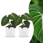 Philodendron gloriosum met witte pot, detail van het blad