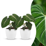 Philodendron gloriosum met witte pot