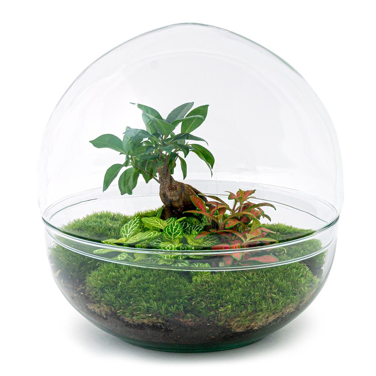 Detailfoto van DIY terrarium bolglas Dome XL Bonsai, compleet gereedschap