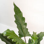 Alocasia Lauterbachiana, 80 cm hoog