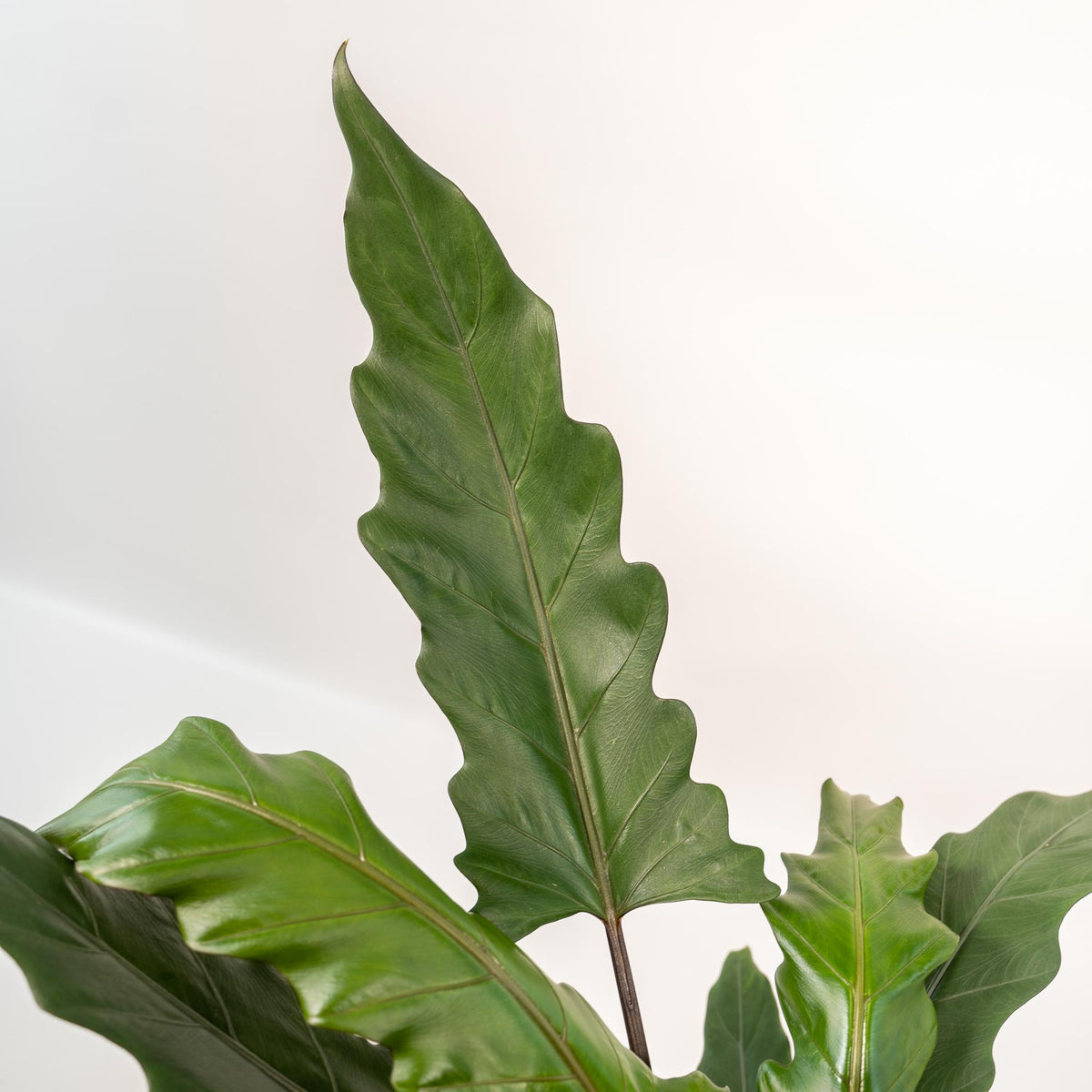 Detailfoto van Alocasia Lauterbachiana