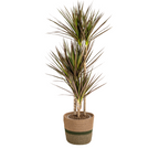 Dracaena Marginata Magenta met mand, plant in pot