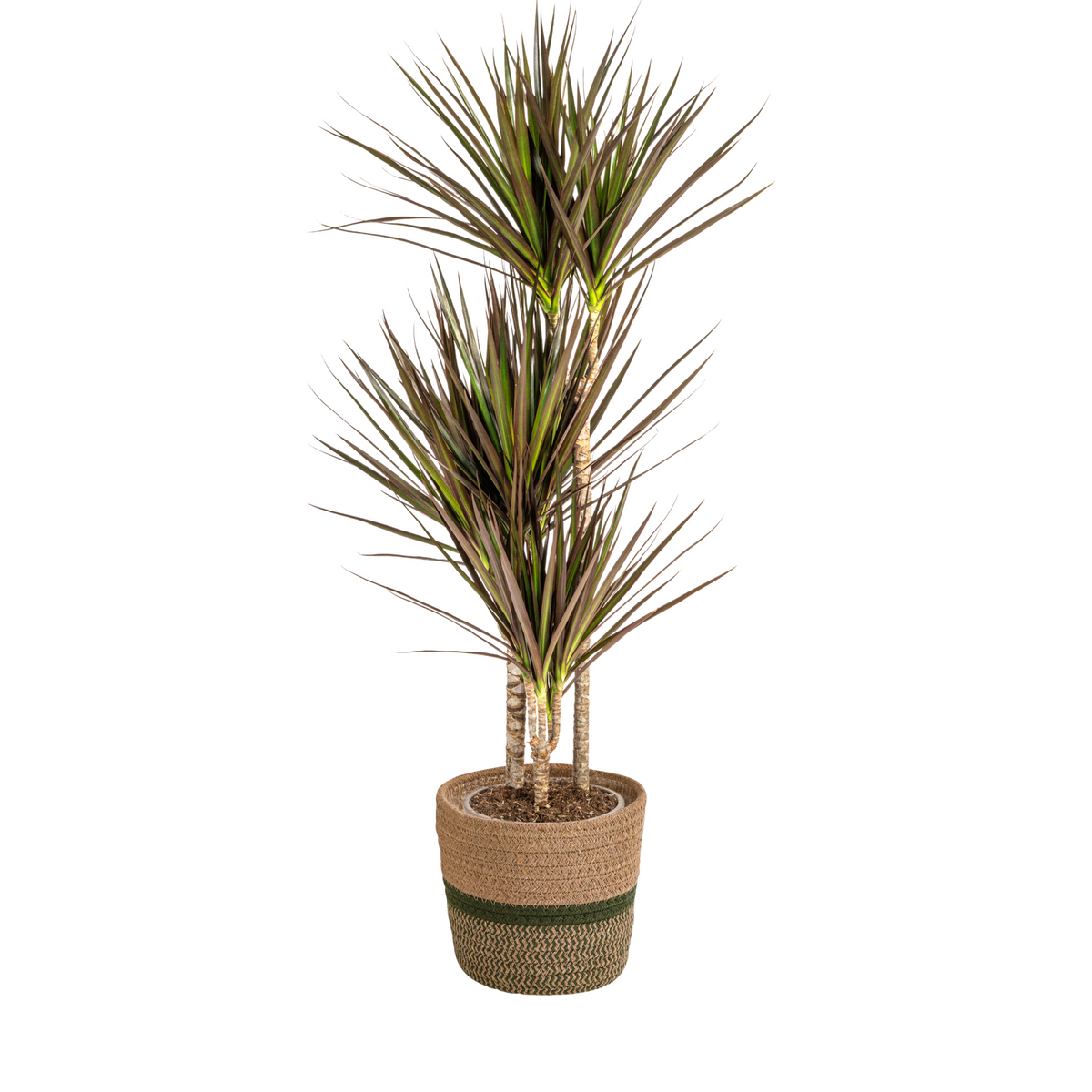 Dracaena Marginata Magenta met mand, plant in pot