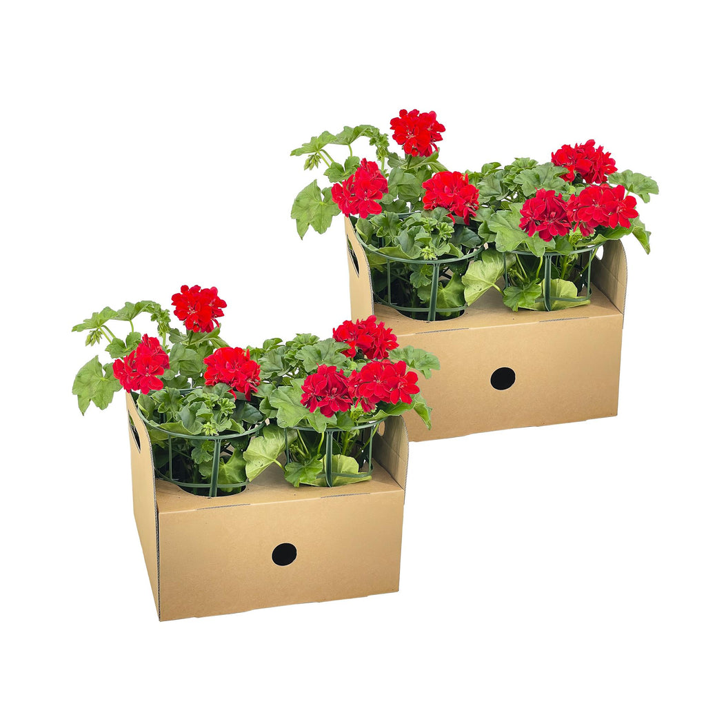 8x Pelargonium Peltatum Rot, kenmerkend blad