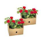 8x Pelargonium Peltatum Rot, kenmerkend blad
