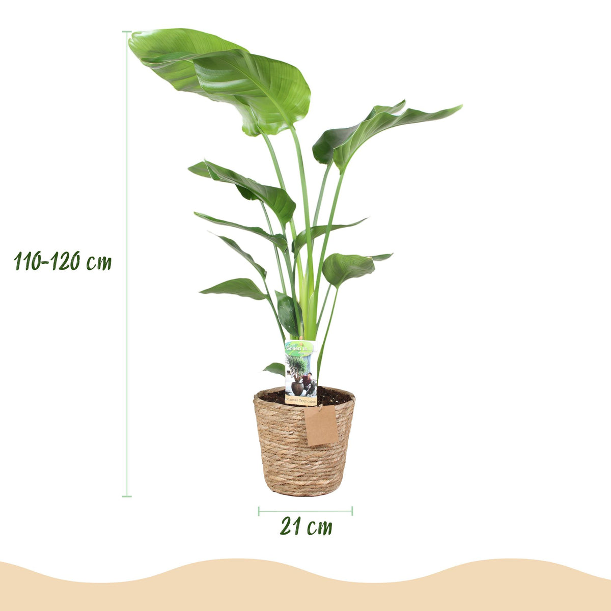 Stelitzia Nicolai, groene bladeren