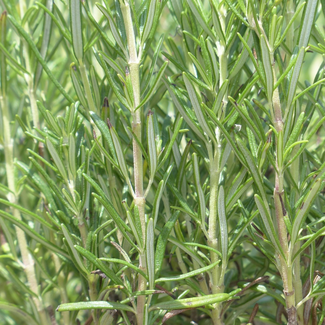 Rozemarijn Rosmarinus, geurend, zelf kweken, 6 pluggen, groene bladeren