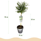 Ceanothus thyrsiflorus Repens, groene bladeren