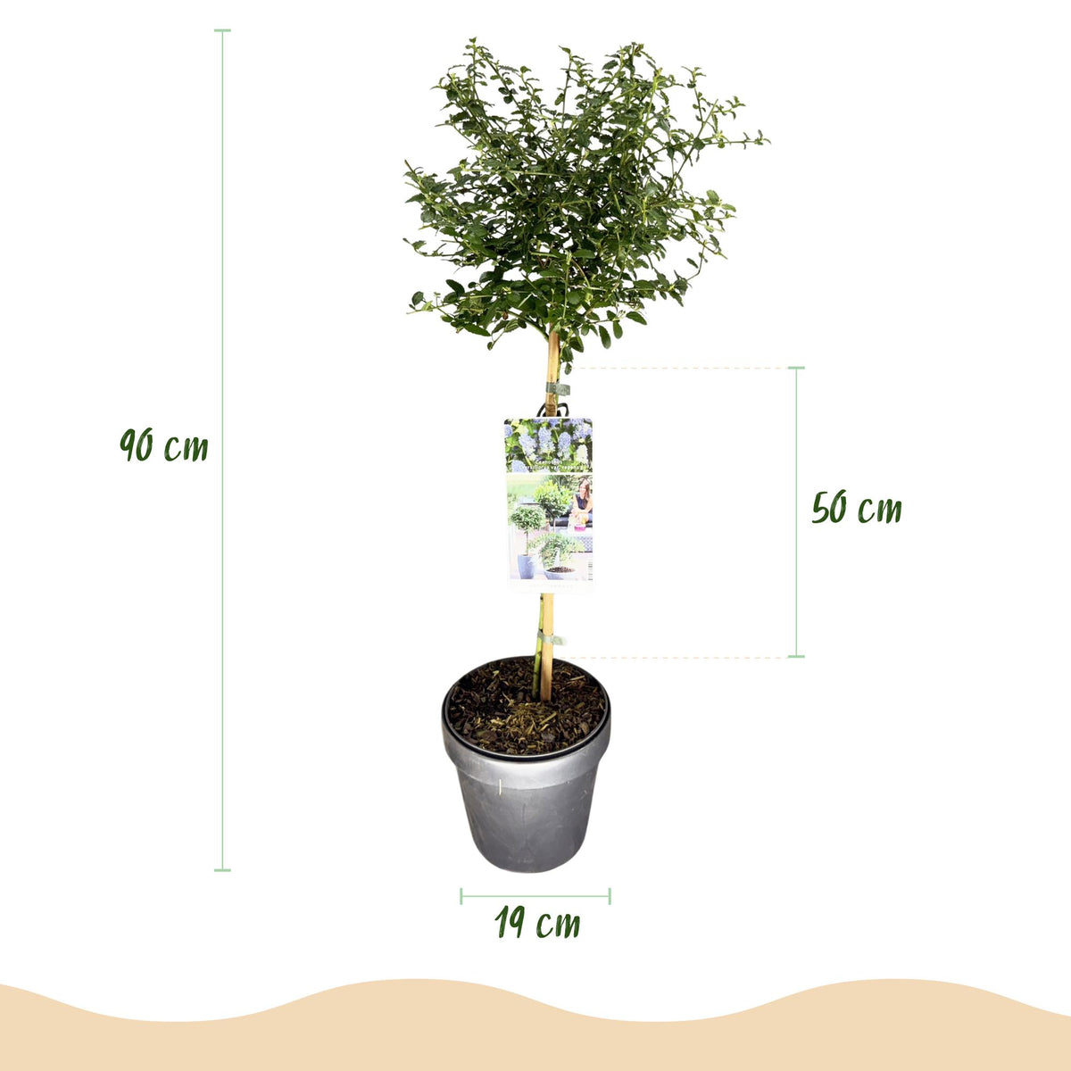 Ceanothus thyrsiflorus Repens, groene bladeren