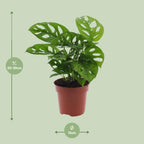 Productafbeelding van Pureplant