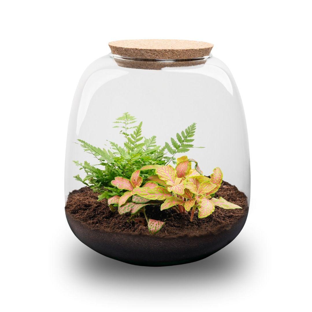 Planten terrarium - Emma Mini - DIY kit - Fittonia Ruby Lime, kenmerkend blad