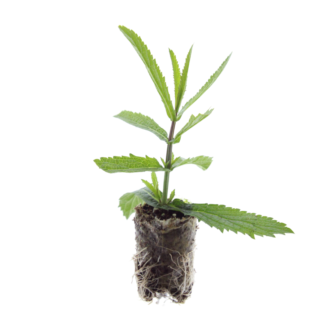 Verbena – 6 Pluggen | Kweek & Geniet van Prachtige Verbena, groene bladeren
