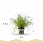 Cyperus alternifolius Zumula met grijze pot, met decoratieve pot