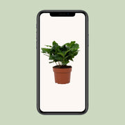 Coffea Arabica