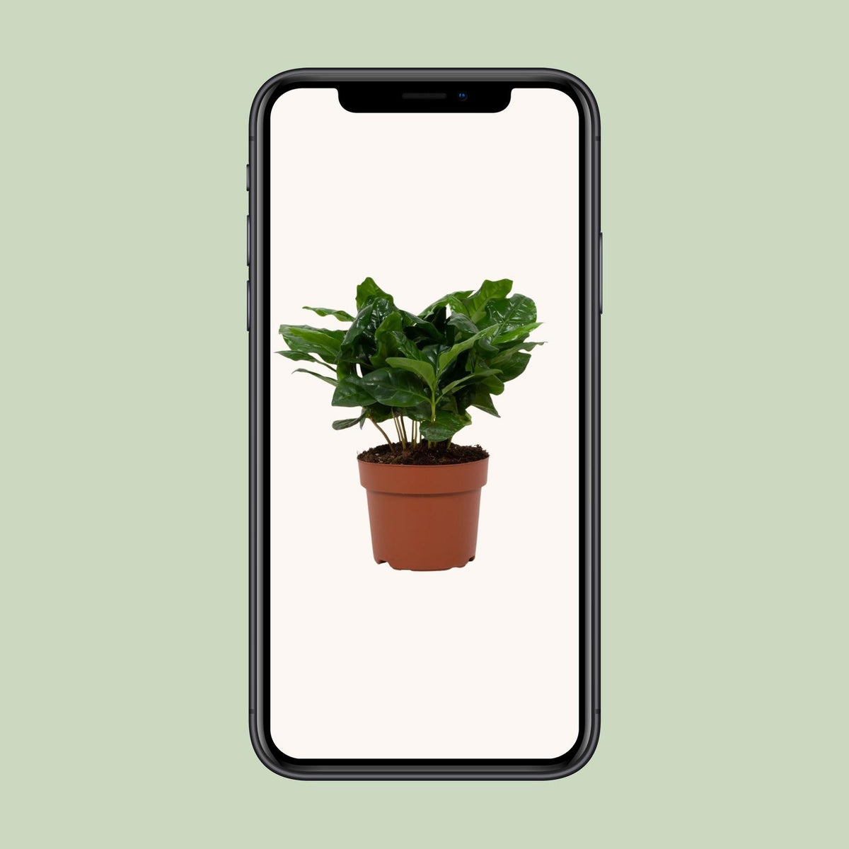 Detailfoto van Coffea Arabica