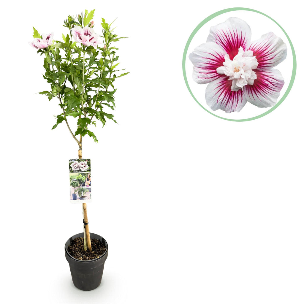 Hibiscus syriacus 'Starburst Chiffon' op stam, wit-roze, plant in pot