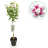 Plante sur Tige - Hibiscus syriacus Starburst Chiffon® - Plante de Terrasse - Feuilles Caduques - Résistant à l'Hiver - Fleur Blanc-Rose Hauteur